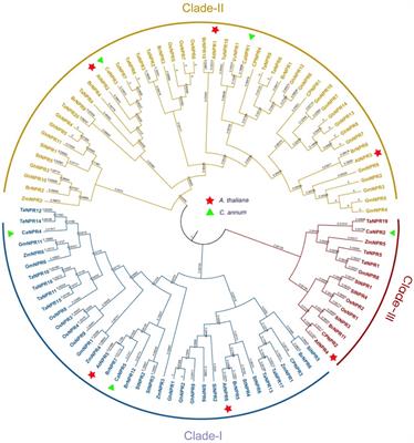 Genome wide identification of the NPR1 gene family in plant defense mechanisms against biotic stress in chili (Capsicum annuum L.)